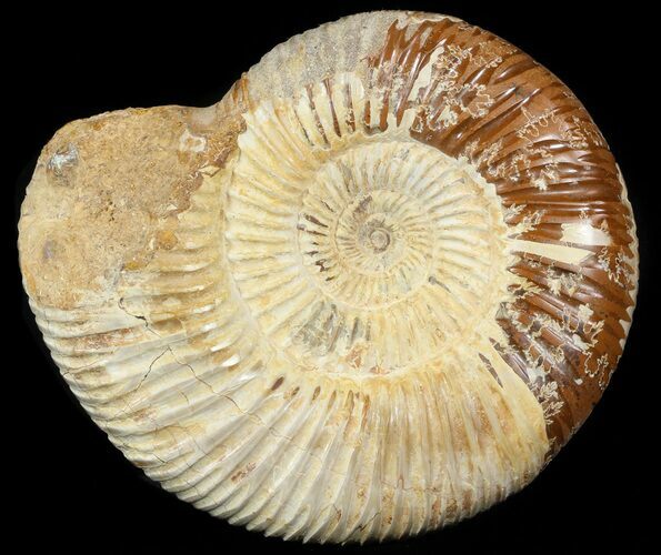 Perisphinctes Ammonite - Jurassic #46914
